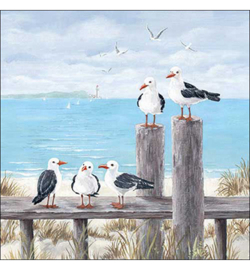 Seagulls on the dock nr25