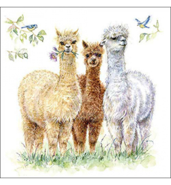 Alpaca friends 🦙 N.116