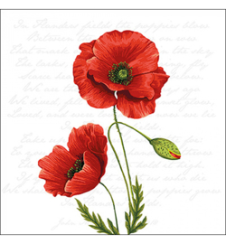 Proud poppy nr.23