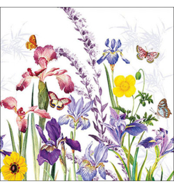 Iris garden nr.137