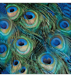 Peacock feathers N.139