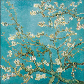 Almond Blossom nr6