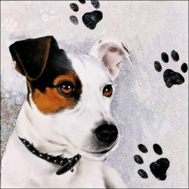 Jack Russel  nr 23