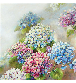 Hydrangea N.123