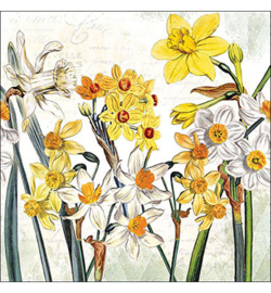 Narcissen N.124