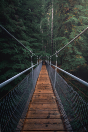 Forest suspension bridge