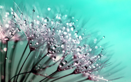 Dandelion with dew