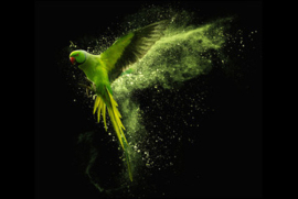 Amazone Parrot