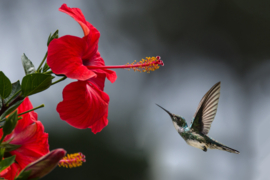 Hummingbird arrival