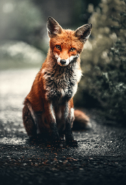 Stubborn Fox