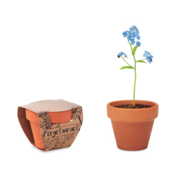 Forget me not