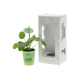 Smylieplant® small in papercup, In giftbox