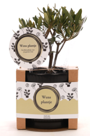 Wens Plantje