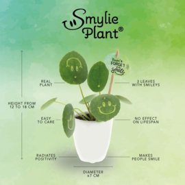 Smylieplant® small in papercup, In giftbox