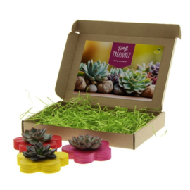 Tiny Treasurez® - Colourful blooms trio in brievenbusdoosje