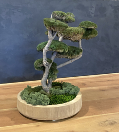 Mosboom - Mos Bonsai - ronde houten schaal
