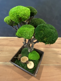 Bijzondere moss Tree