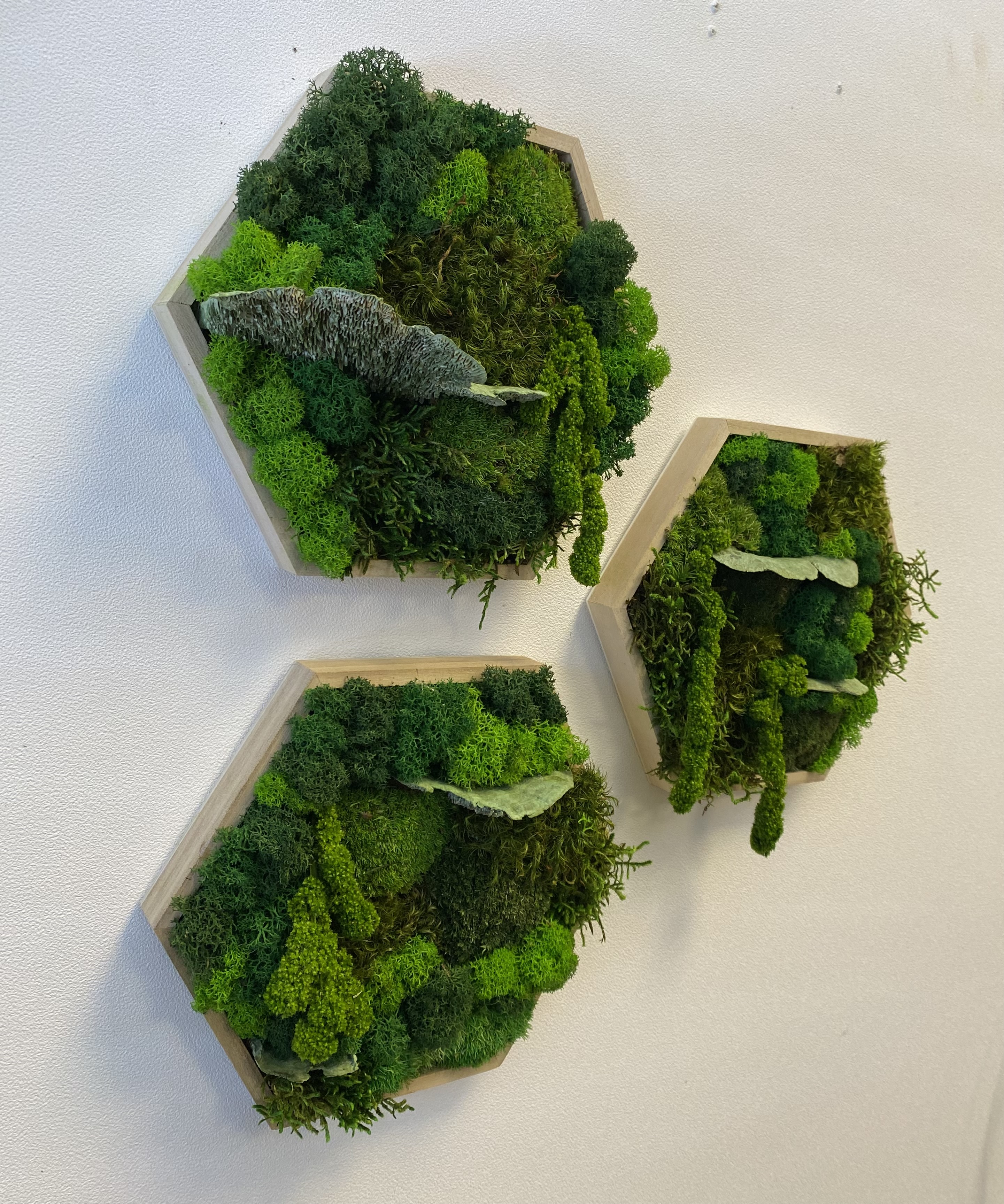 Hexagon mosschilderij (set van drie)