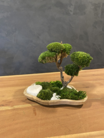 Mosboompje - Mos Bonsai  small (2)