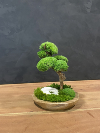 Naturel houten schaal met mosboompje (1.1)