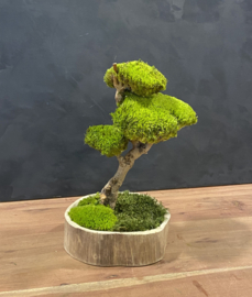 Naturel houten schaal met mosboompje  (1.5)