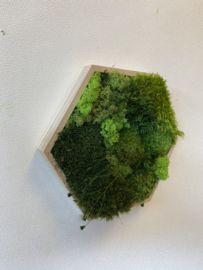 Mosschilderij - mini hexagon