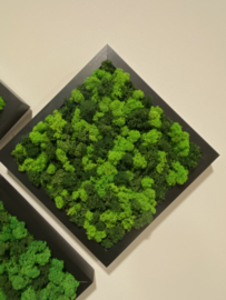 Zwart schilderijtje met rendiermos (3)