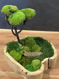 Kleine houten schaal