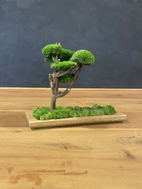 Mosboom - Mos Bonsai XS (1)