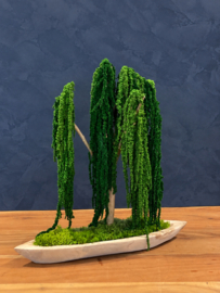 Mosboom - Amaranth Mosboom - Xl
