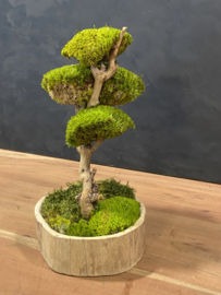 Naturel houten schaal met mosboompje  (1.5)