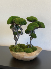 Moss Forest