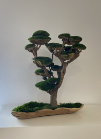 Mosboom - Mos Bonsai - XXL (2)
