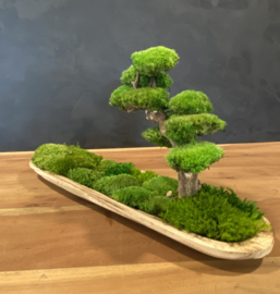 Naturel houten schaal met mosboompje (boedha)