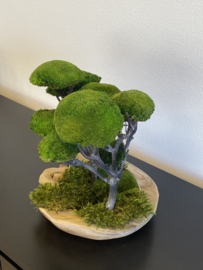 Moss Forest