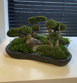 Organische schaal Mosboompjes (zwart)