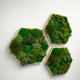Mosschilderij - Hexagon set van drie