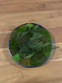 Keramieken mos schaal