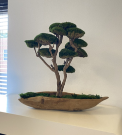 Mosboom - Mos Bonsai - XL (1)