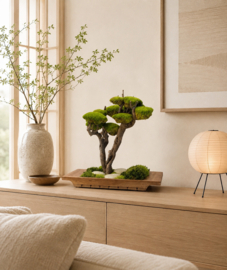 Mosboom - Mos Bonsai -  XL (1)