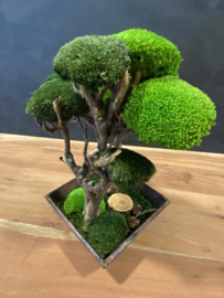 Bijzondere moss Tree