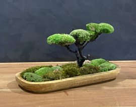 Naturel houten schaaltje met mosboompje (3)
