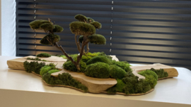 Robuust houten plateau met mosboompjes