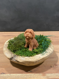 Labradoodle