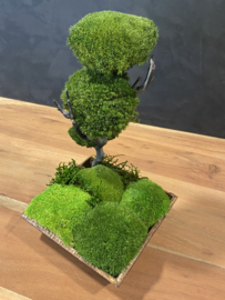 Mos tree