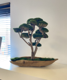 Mosboom - Mos Bonsai - XL (1)