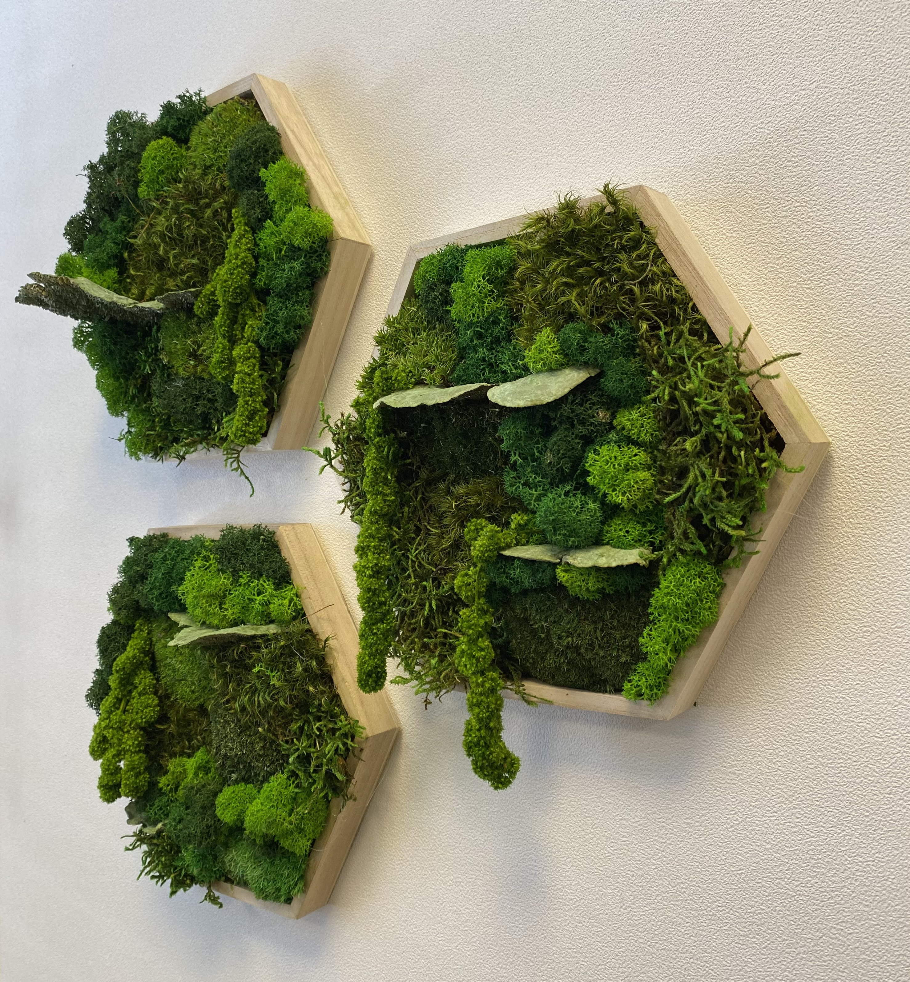 Hexagon mosschilderij (set van drie)
