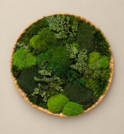Mosschaal/schilderij -  Mos Landschap