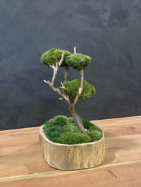 Naturel houten schaal met mosboompje  (1.3)