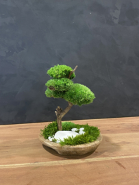 Naturel houten schaal met mosboompje (1.1)